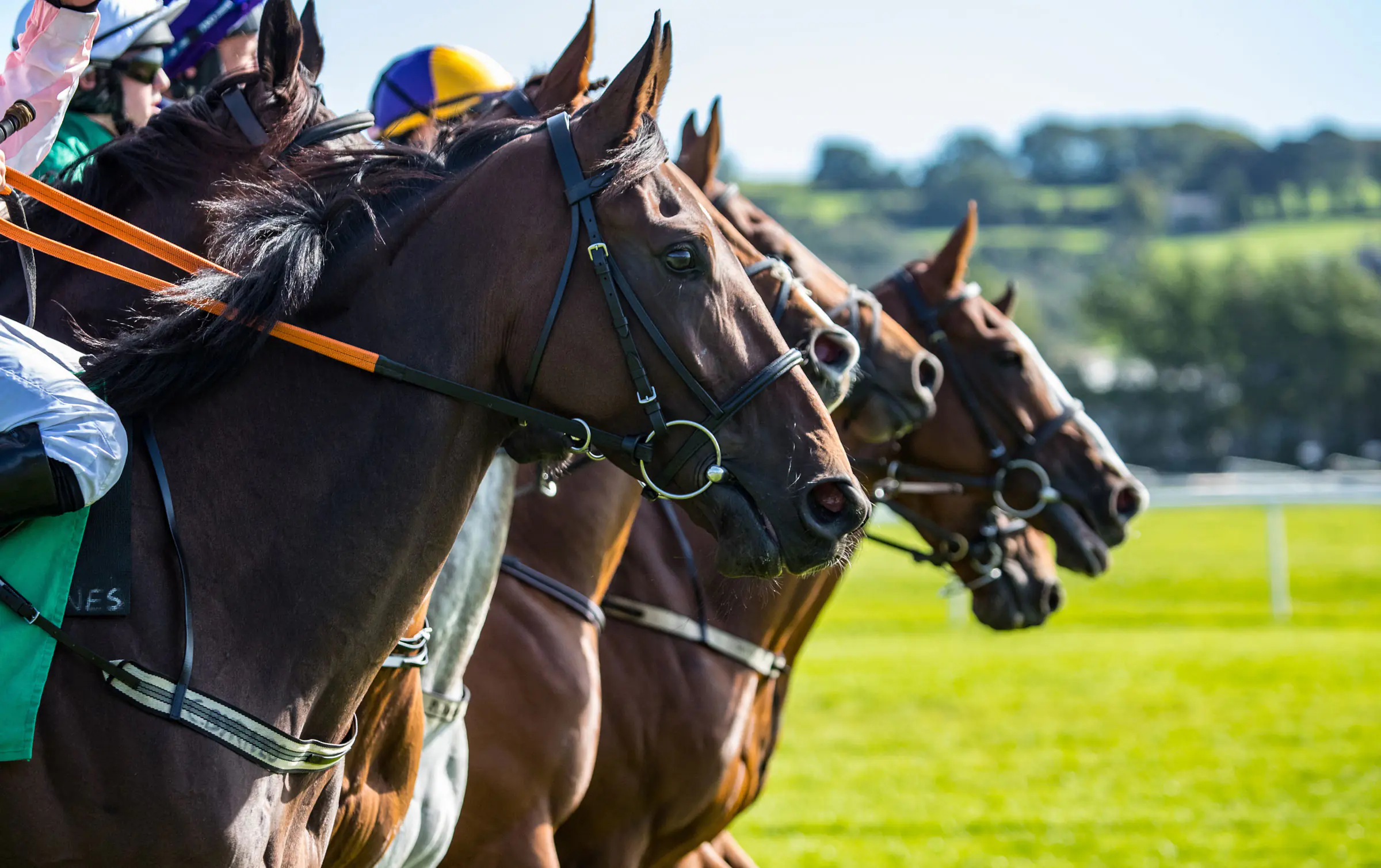 Horses lined up prior to race