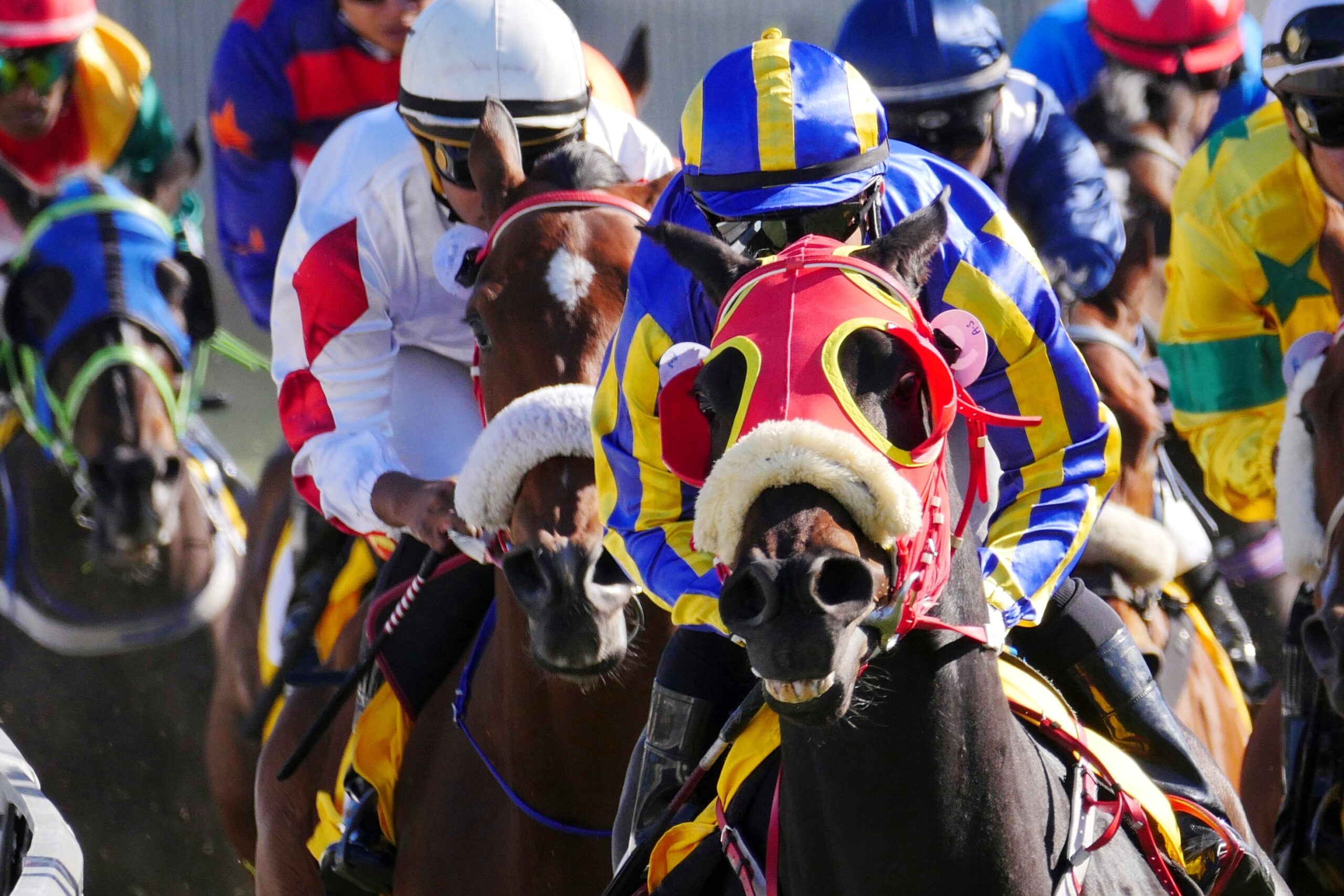 Close up of horses racing in full action